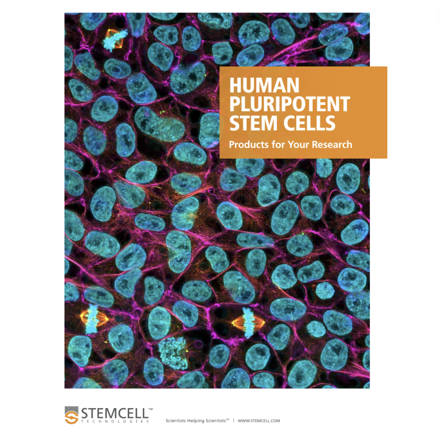 Human Pluripotent Stem Cells. HPSC, iPSC