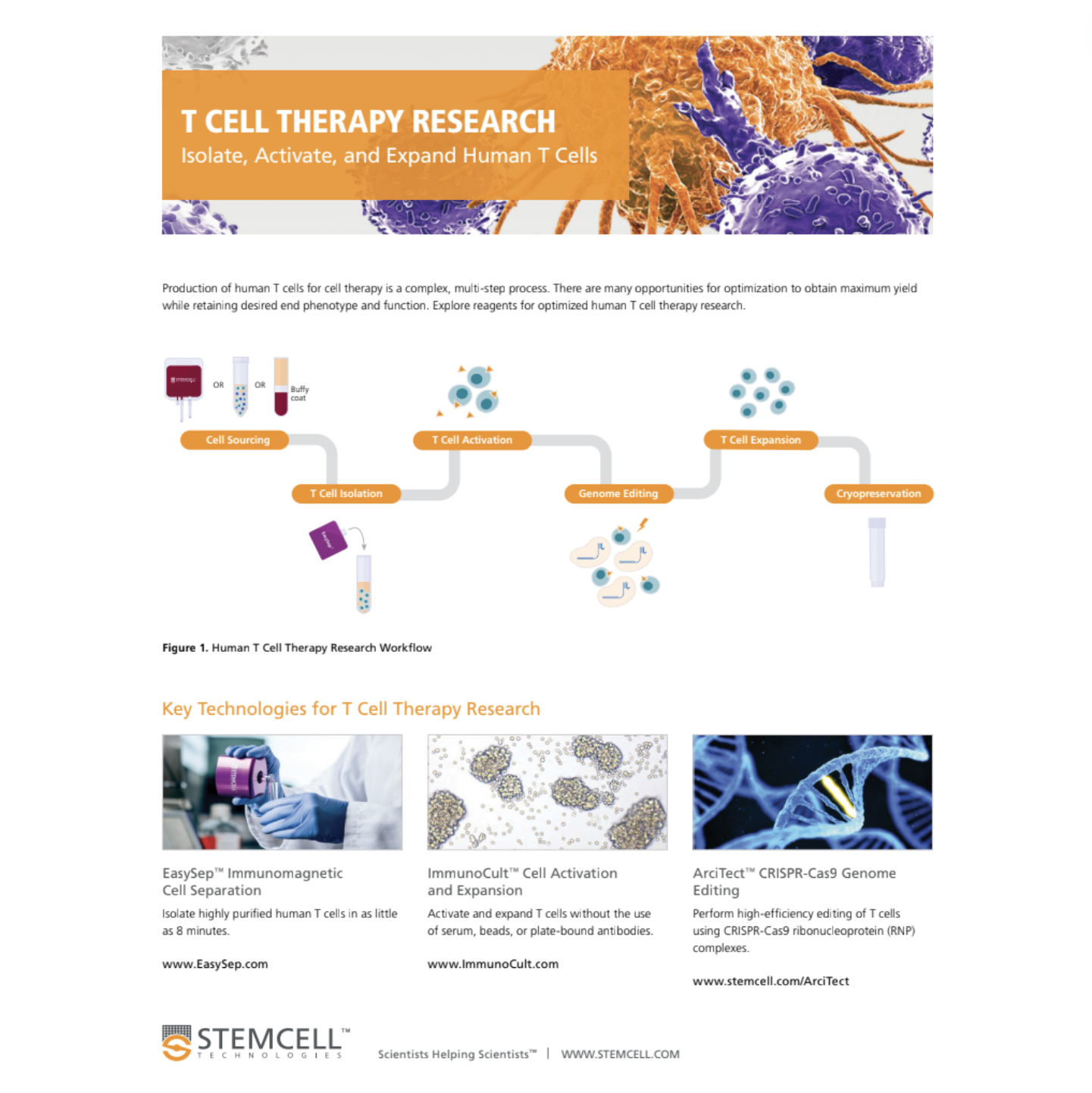 T Cell Therapy